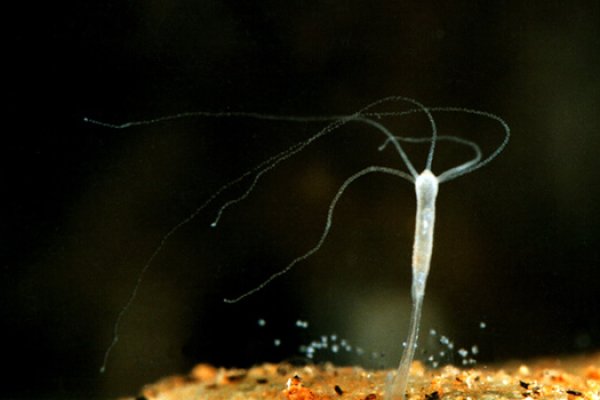 Kraken зеркало даркнет