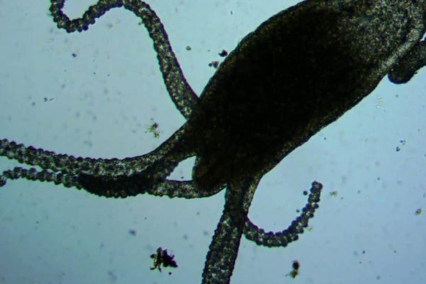 Kraken 19 at